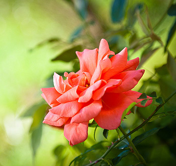 快速原型设计的ddos在线攻击平台